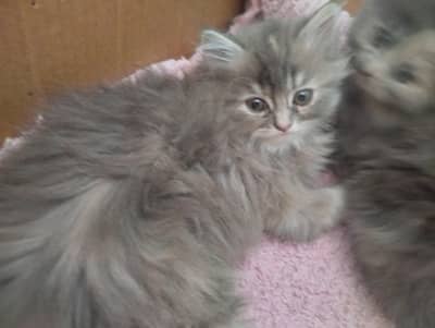 Persian kitten for sale female punch face