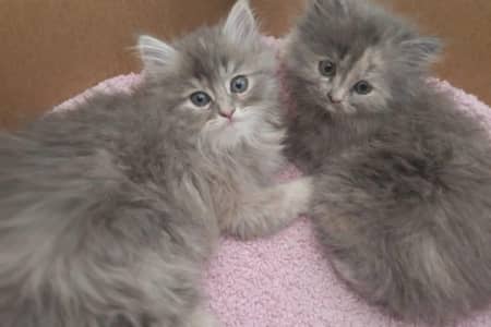 Persian kitten for sale female punch face