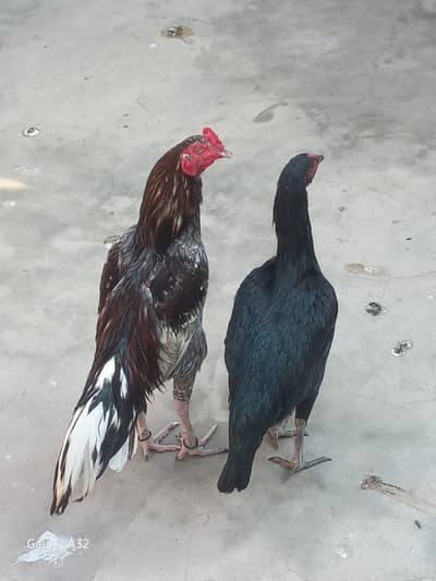 aseel murgha aur murghi