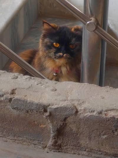 persian cat Double coat