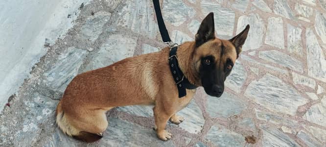 Original Belgian Melinois Female For Sale.