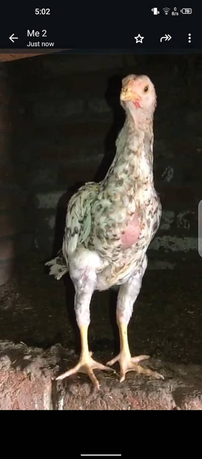shamo aseel male chick for sale