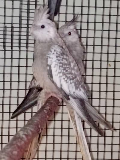 Coacktail White Face pied Patha