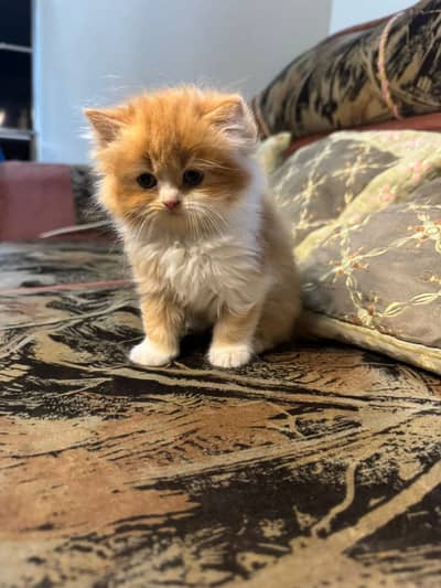 Persian cat/ kitten/ punch face/ doll face/ Semi punch/ triple coat