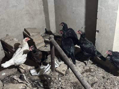 6 aseel murgiya for sale