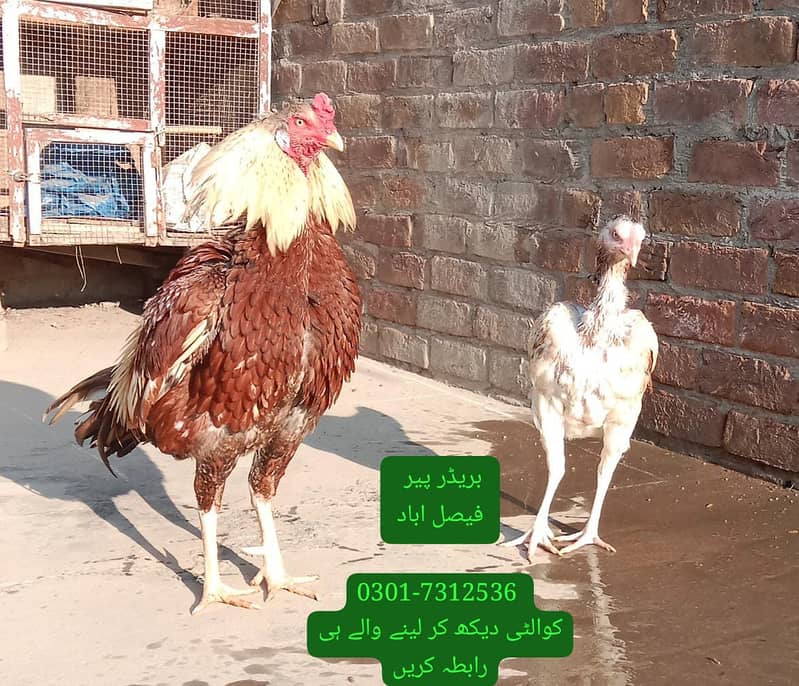 ASEEL BREADER PAIR 1