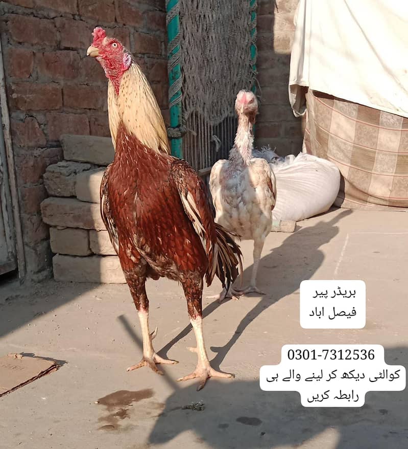 ASEEL BREADER PAIR 2