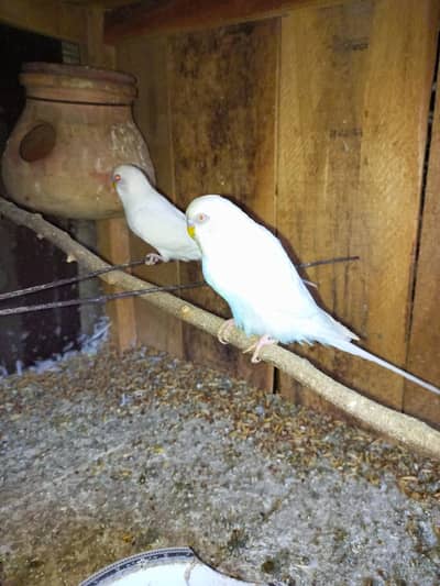 Red Eyes Australian Parrots Budgies