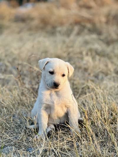 puppy up for adoption urgent