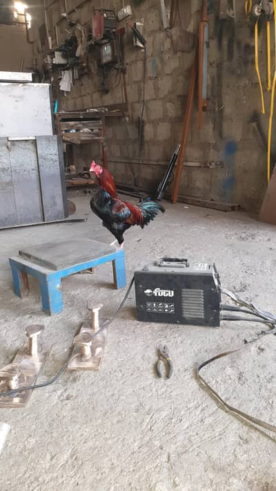 aseel mianwali lakha