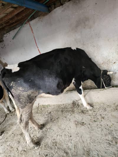 farmi cow  for sell
