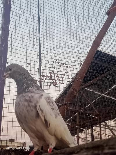 breeder khakhi female