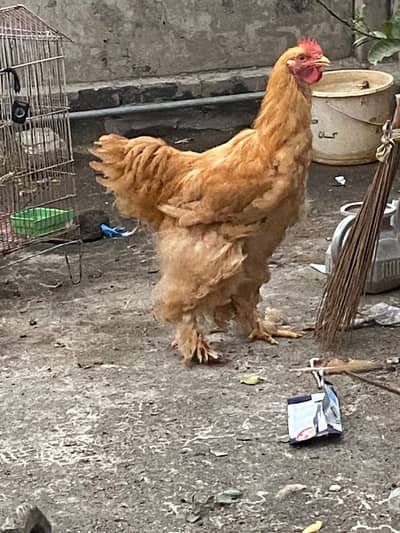 Golden Buff for sale male