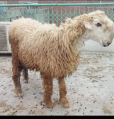 mundra | Top quality mundray | mundra male | Pure mundra for sale