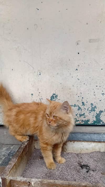 triple coated male punch face cat with brown eyes