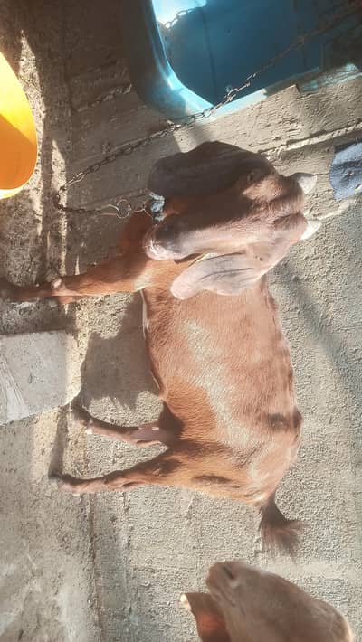 Doudh Wali Tapri Bakri For sell