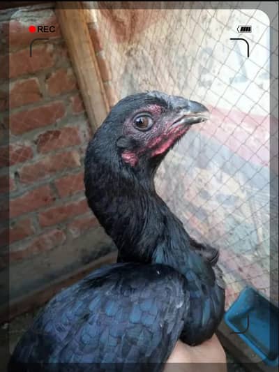 thai dragon female 03209745706