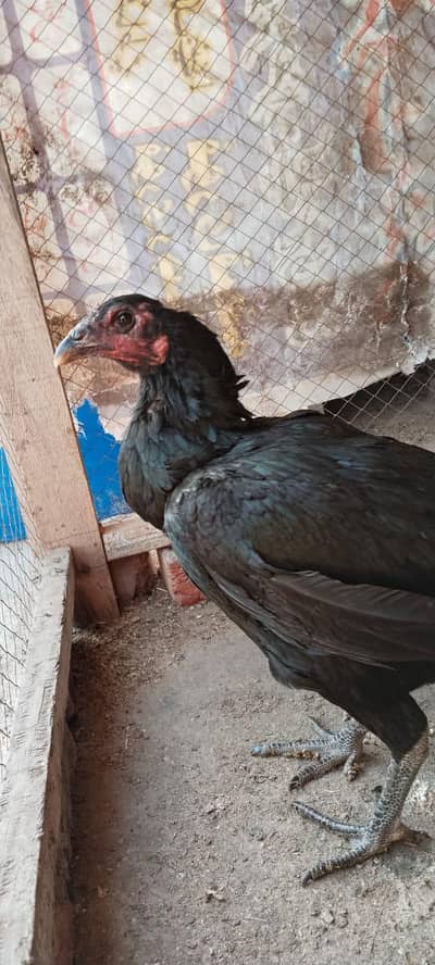 thai dragon female 03209745706