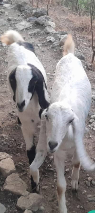 2 females goats