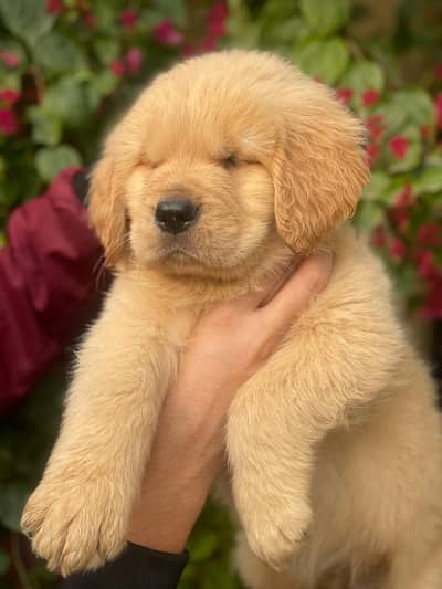 Golden retriever pedigreed puppies | Male | Female