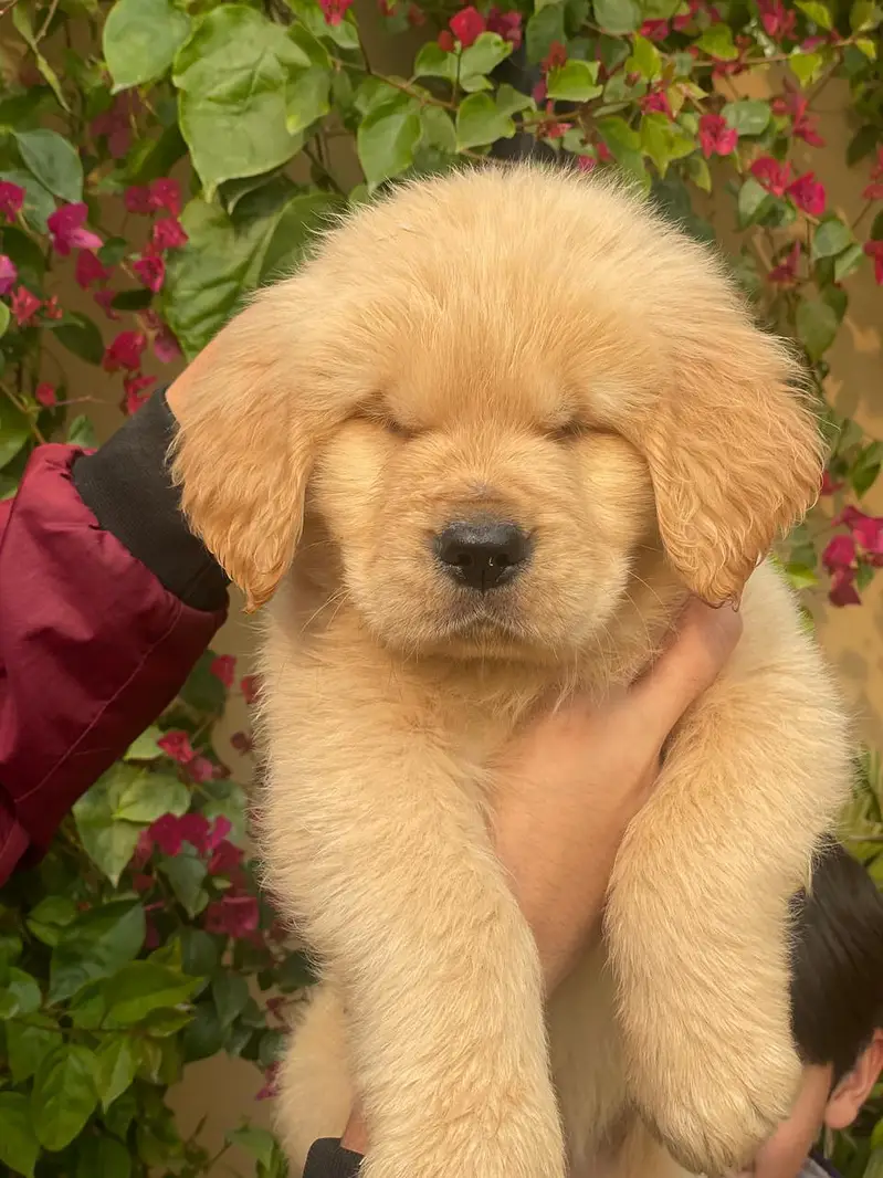 Golden retriever pedigreed puppies | Male | Female — photo 2