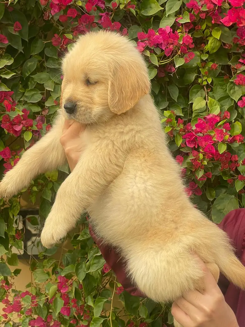 Golden retriever pedigreed puppies | Male | Female — photo 3