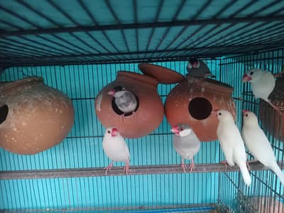 Silver & Grey Jawa for sale. 11 Pcs.