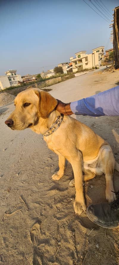 British breed labrador for sale