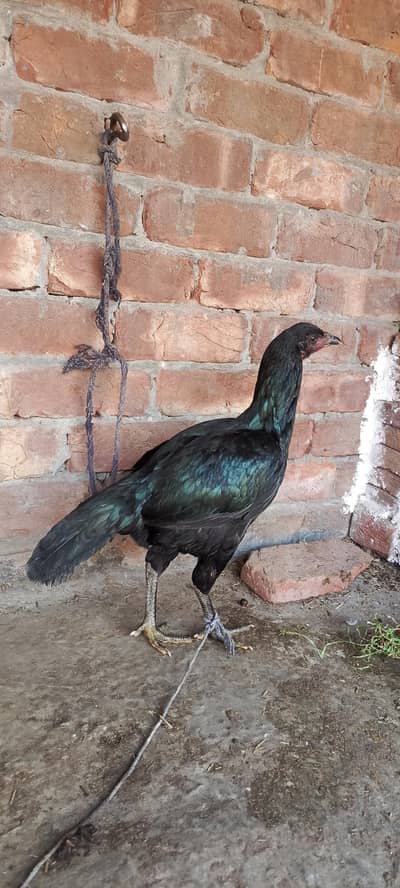 Thai Black eyes Murgi