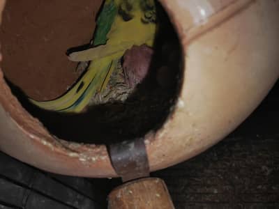 budgie pair breedr 2000% price 1k only