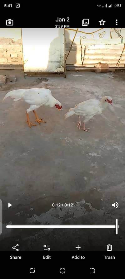 bestassel pair white