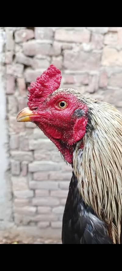 jageeri murga for sale