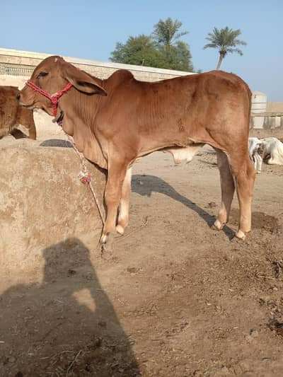 red brahman