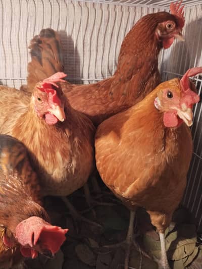 Eggs laying hens for sale