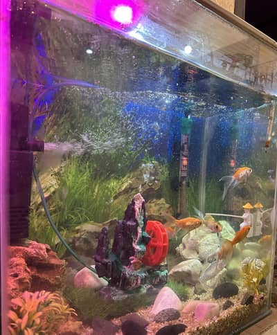 Fish aquarium with fishes