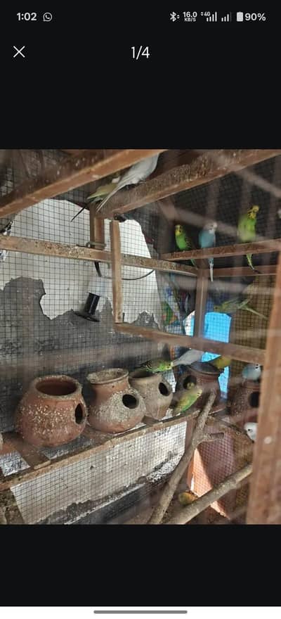 Budgie Australian Parrots Colony With Cage
