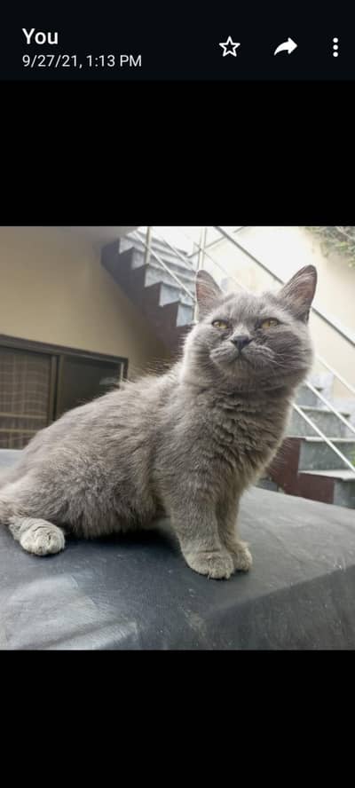 free for adopt urgent