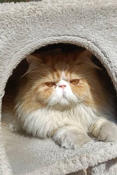 Piki Stud Male available for Mating