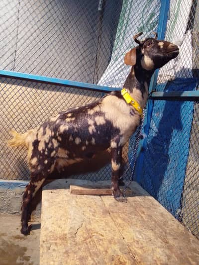 Tapri Ghaban Bakri Zero Size