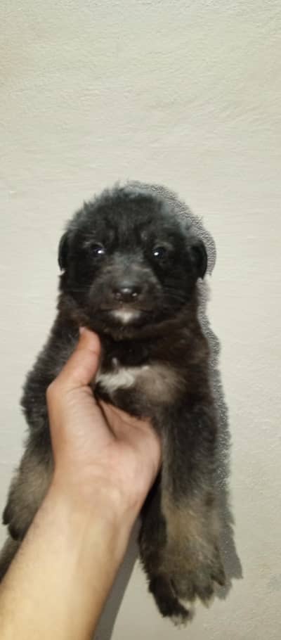 bagyari alsatian original 03340230970