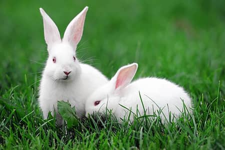 rabbits for sale white red eye pair (male & female)