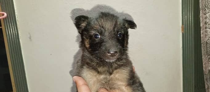 bagyari alsatian original 03340230970