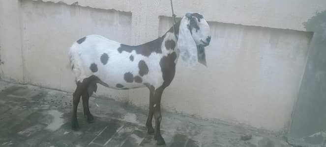 desi bakri urgent for sale