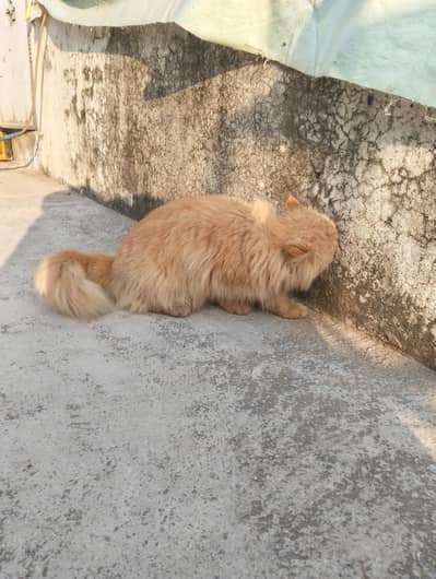 Triple coded Sami punch face cat breeder pair