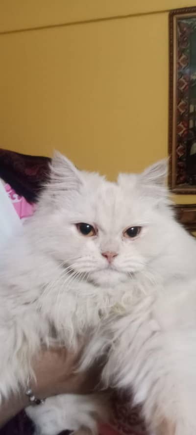 Persian triple coat female cat for sale.