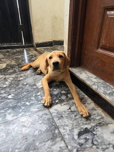 British breed labrador urgent sale