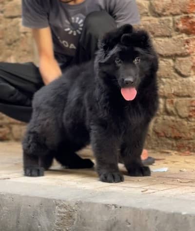 black German Shepherd long coated male puppy available for sale