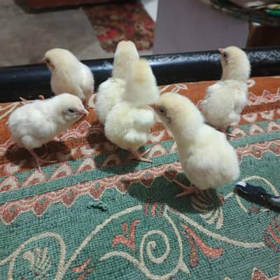 heera Quality Aseel birds