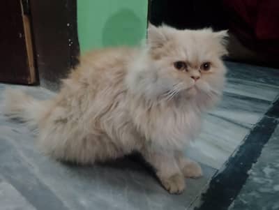 persian cat female
