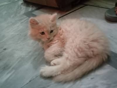 pure American breed cat age 2 months